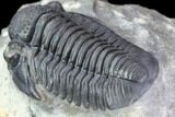 Large, Gerastos Trilobite Fossil - Well Prepared #86393-4